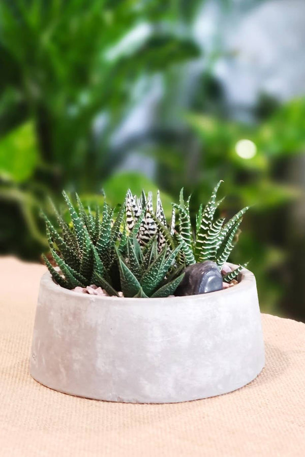 Konkri Spiked Garden