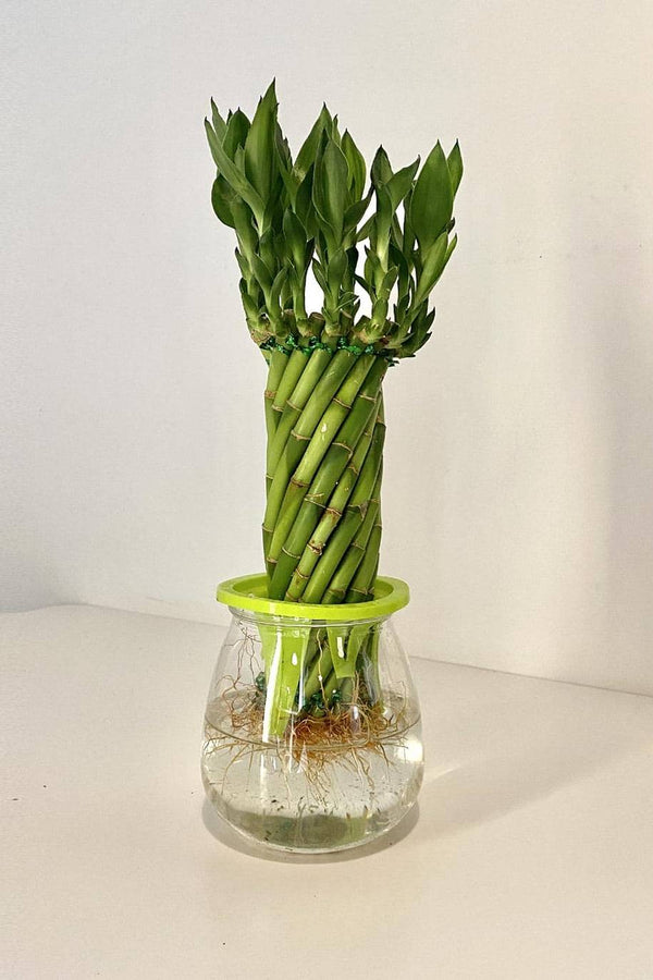 Twisted Lucky Bamboo Self Watering