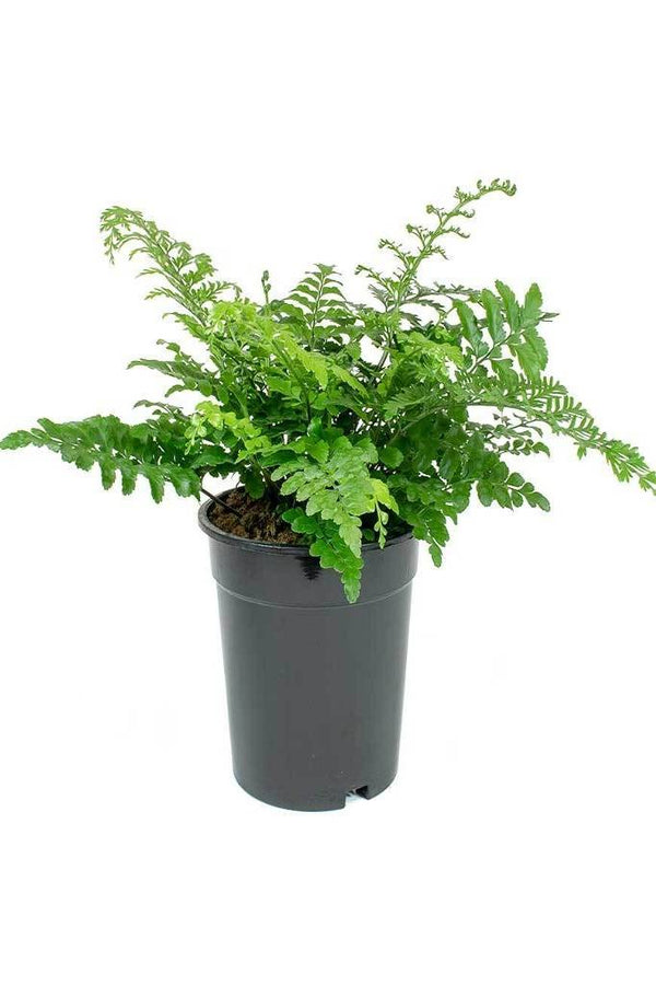 Mother Fern