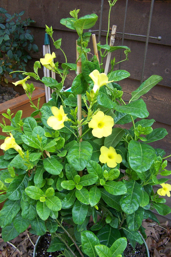 Mandevilla Yellow