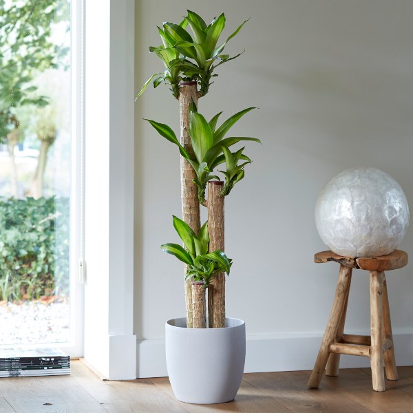 Dracaena Massangeana Tall