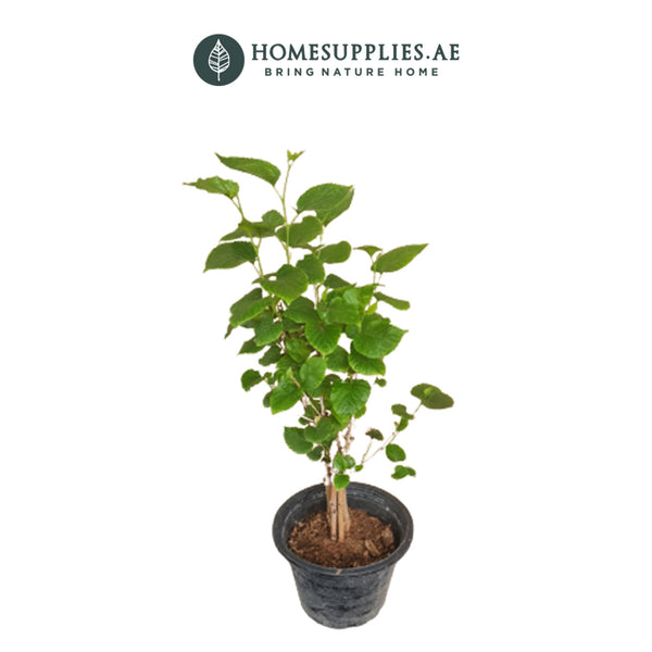 Morus Alba (Shehtoot)