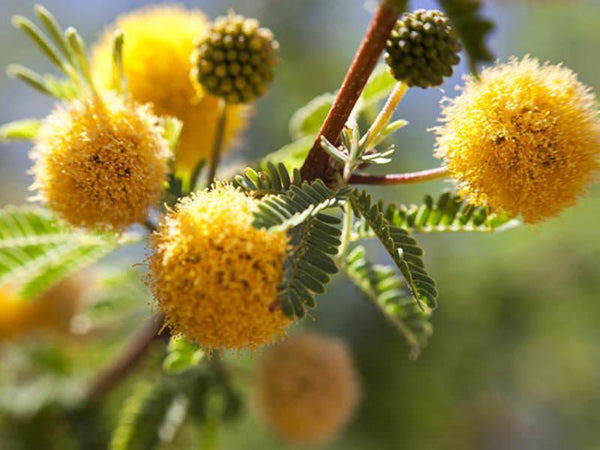 Needle Bush - Vachellia Farnesiana  - Outdoor Flowering Plant