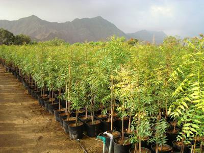 Neem Tree - Azadirachta Indica  - Outdoor Tall Plant