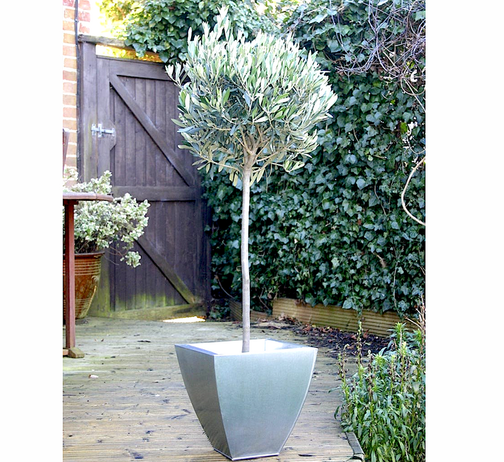 Decorative tree in a silver pot on a wooden deck with a garden background