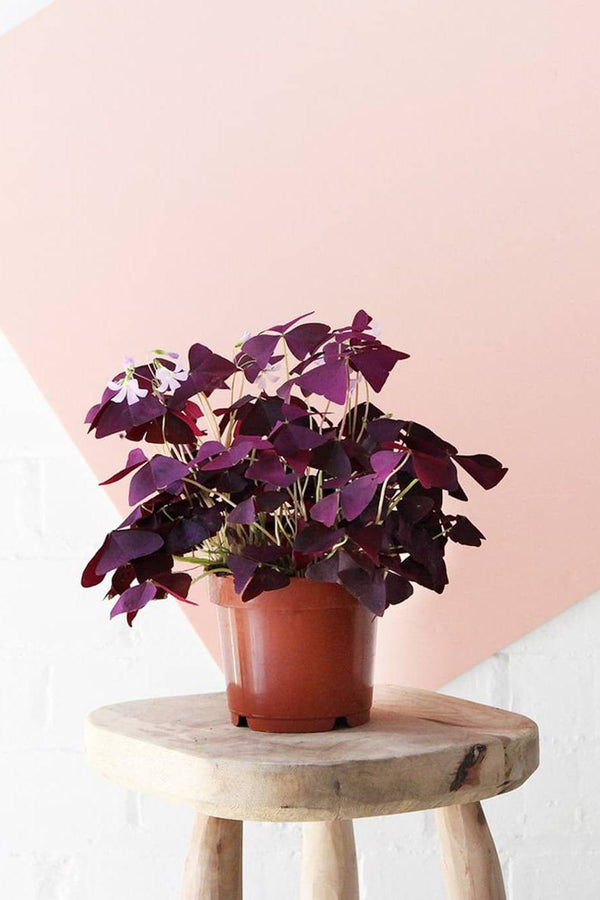 Oxalis