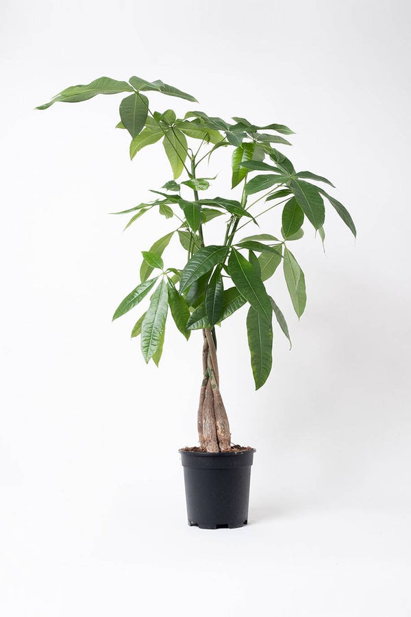 Pachira Dwarf Aquatica