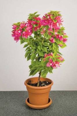 Bougainvillea (Pink Pixie)