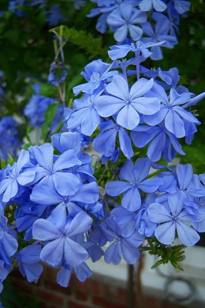 Plumbago