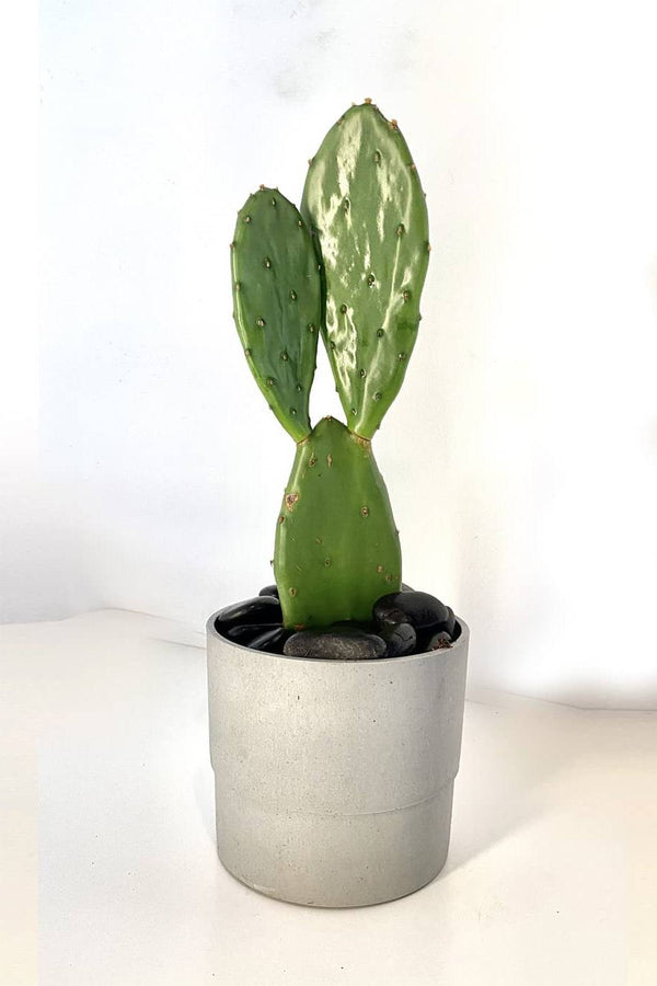 Cactus Prickly Pears