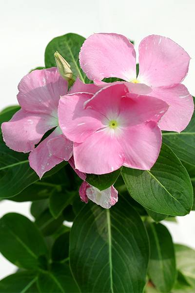 Vinca