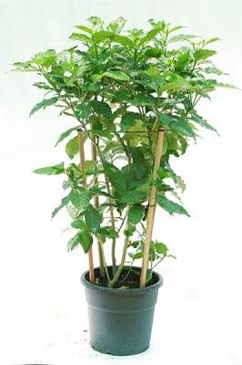 Crepe Jasmine Double Head