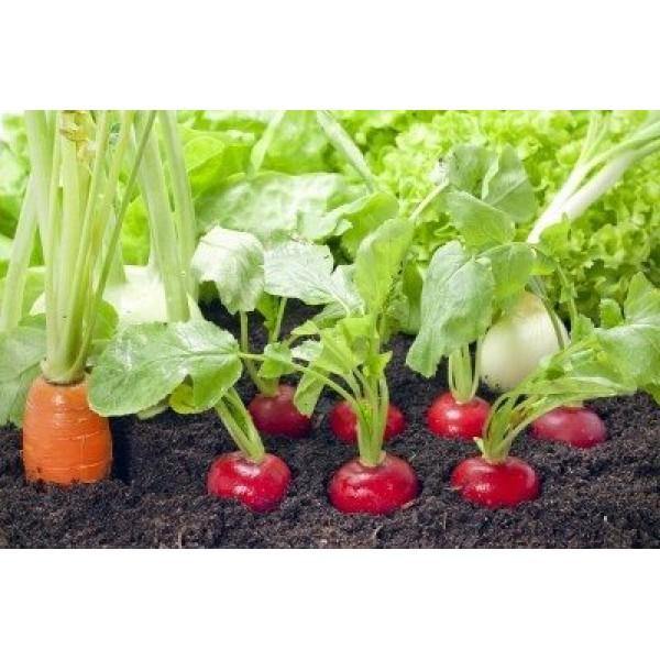 Radish - Raphanus Sativus - Outdoor Fruit Plant