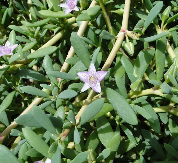 Sea Purslane || Sesuvium Portulacastrum || سمندری پٹولہ || Coastal Ground Cover Plant UAE & KSA