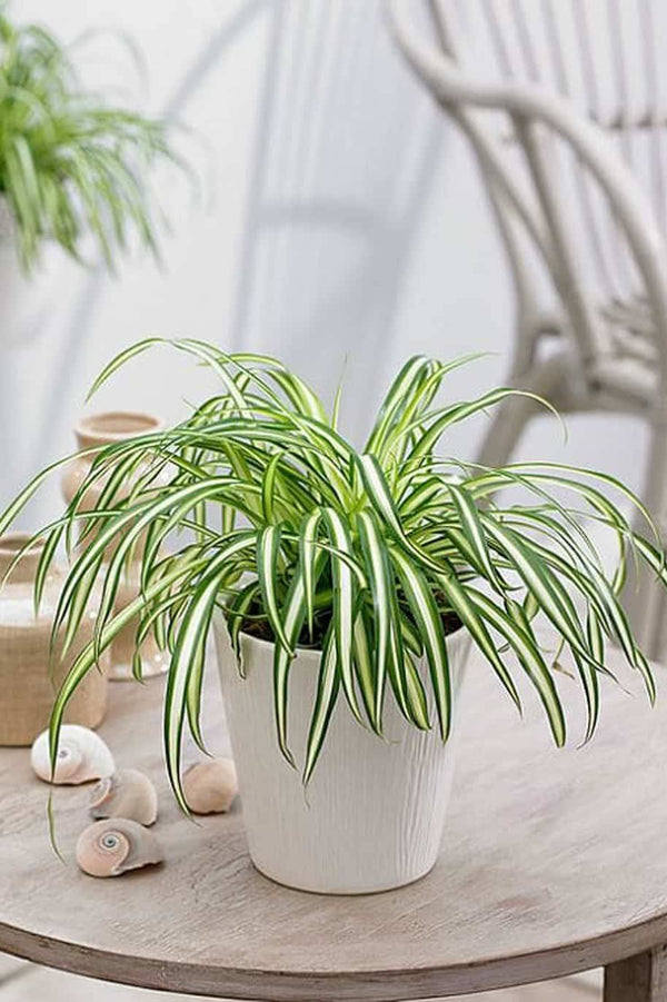 Spider Plant Vittatum