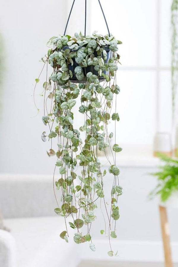 String Of Hearts