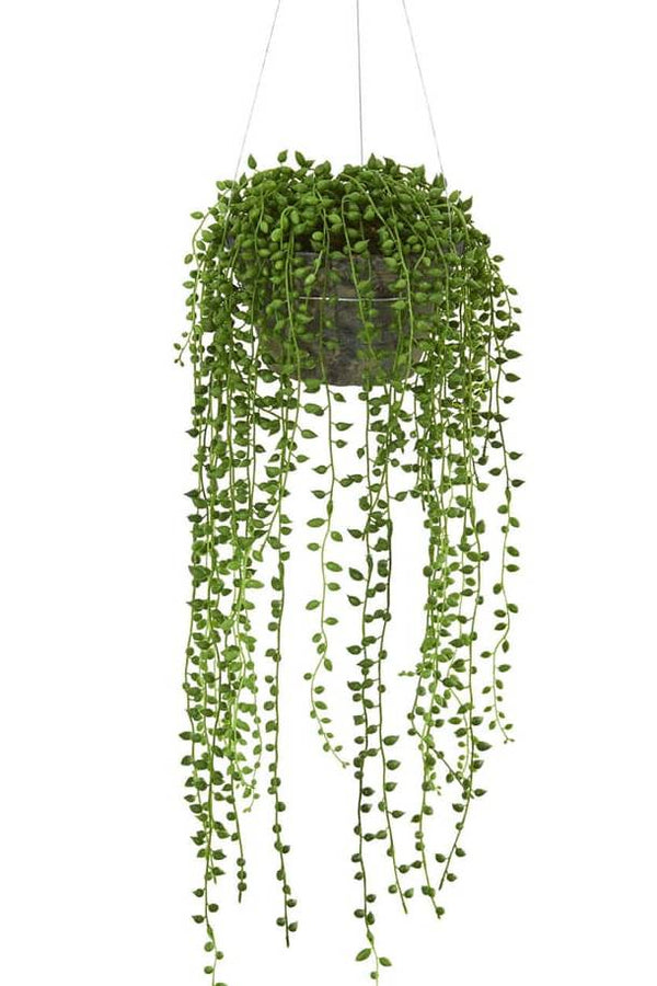 String of Pearls Hanging
