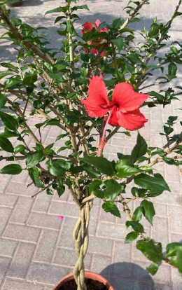 Hibiscus Twisted Stem || Hibiscus rosa-sinensis || كركديه الجذع الملتوي || Elegant Red Blooms for UAE & KSA