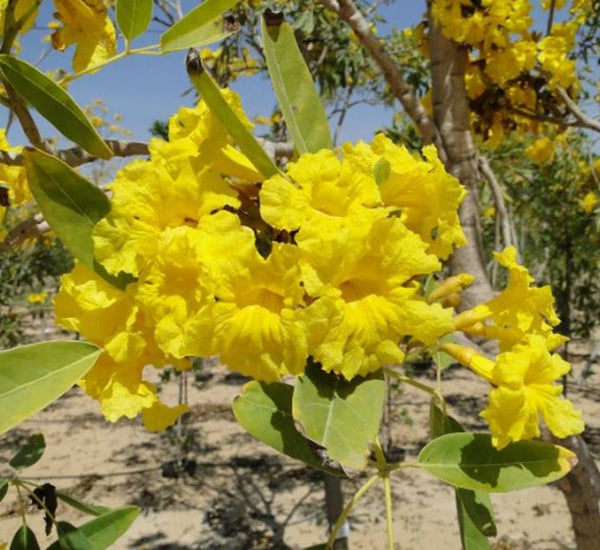 Caribbean Trumpet Tree || Tabebuia Aurea || شجرة البوق الكاريبية || Golden Blooming Tree || UAE & KSA