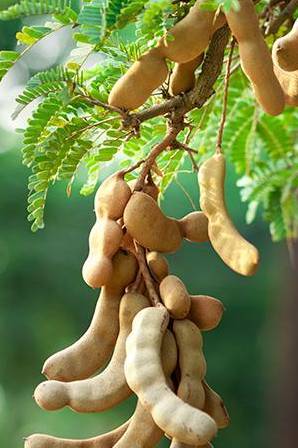Tamarind Tree
