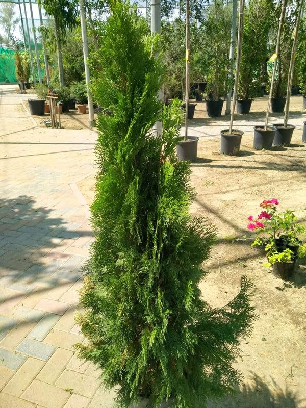 Thuja - Arborvitaes - Outdoor Bushy Plant