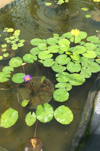 Water Lily