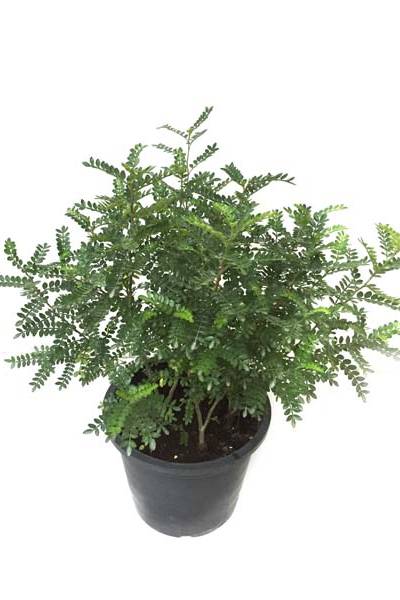 Lemon pepper - Zanthoxylum